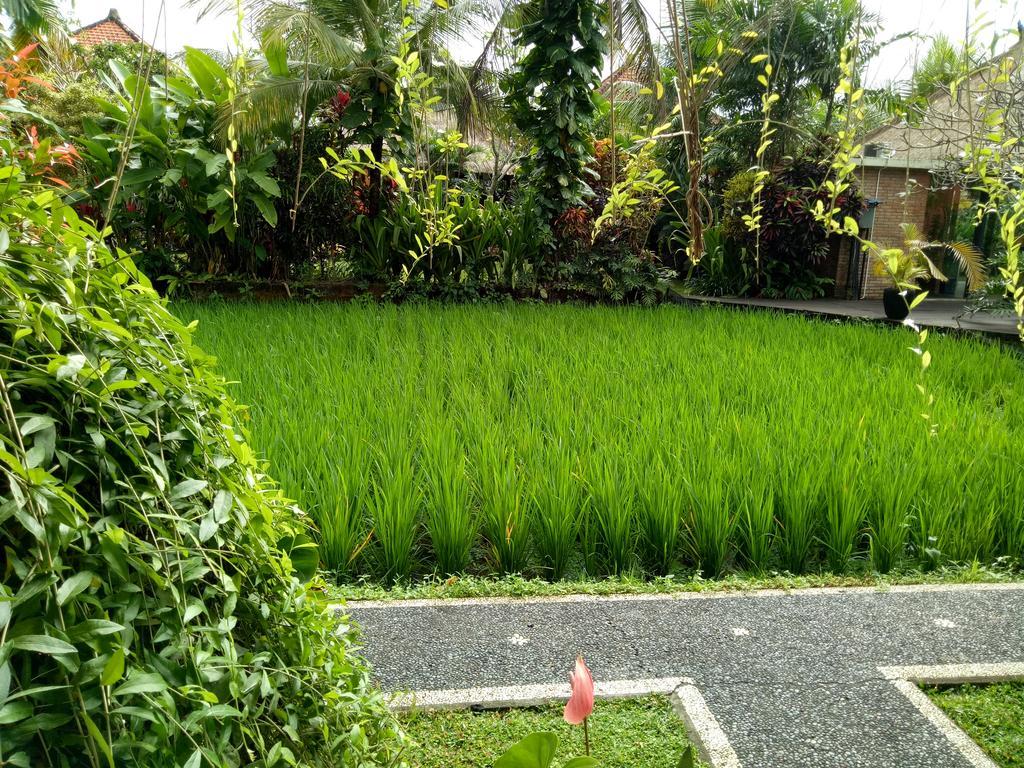 Accommodatie bij particulieren Maple House Ubud